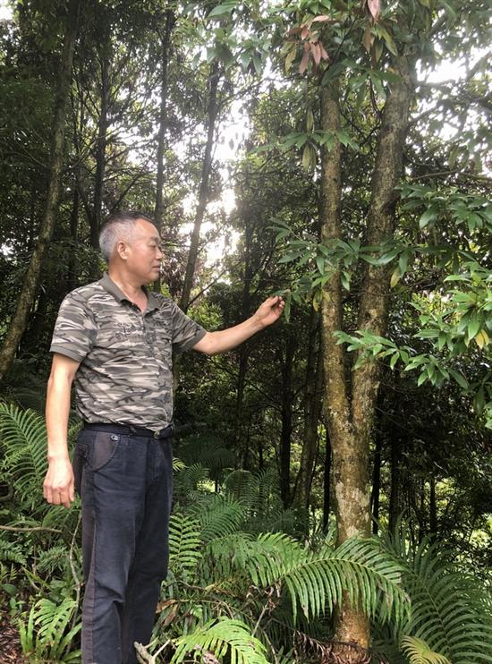 贾东亮在山上种了8.4万棵名贵树木，需要40年后才有收益。他说这些树才是农场的核心资产。